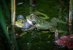 Green Frog Breeding Season - Paris