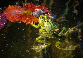 Green Frog Breeding Season - Paris