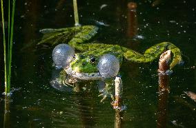 Green Frog Breeding Season - Paris