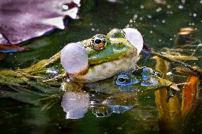 Green Frog Breeding Season - Paris