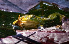Green Frog Breeding Season - Paris