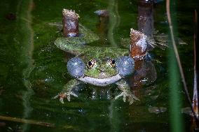 Green Frog Breeding Season - Paris