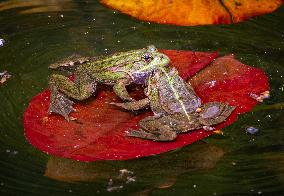 Green Frog Breeding Season - Paris