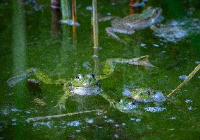 Green Frog Breeding Season - Paris