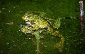 Green Frog Breeding Season - Paris