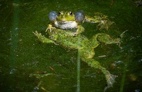 Green Frog Breeding Season - Paris