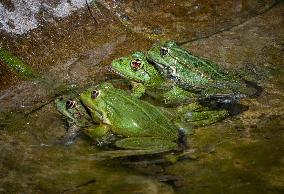 Green Frog Breeding Season - Paris