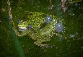 Green Frog Breeding Season - Paris