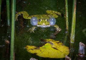 Green Frog Breeding Season - Paris