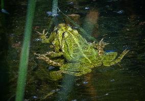 Green Frog Breeding Season - Paris