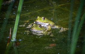 Green Frog Breeding Season - Paris