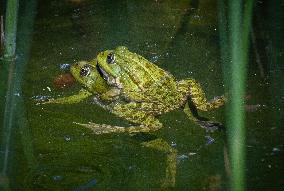 Green Frog Breeding Season - Paris