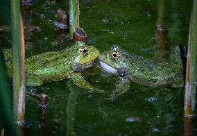 Green Frog Breeding Season - Paris