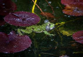 Green Frog Breeding Season - Paris