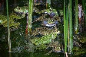 Green Frog Breeding Season - Paris