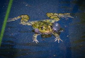 Green Frog Breeding Season - Paris