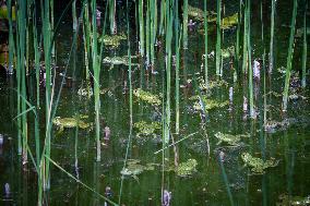 Green Frog Breeding Season - Paris