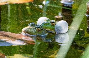 Green Frog Breeding Season - Paris