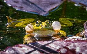 Green Frog Breeding Season - Paris