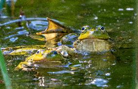 Green Frog Breeding Season - Paris