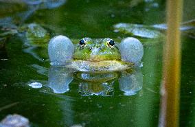 Green Frog Breeding Season - Paris