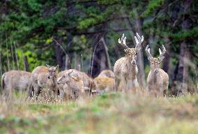 Daqing Mountain National Nature Reserve Elks