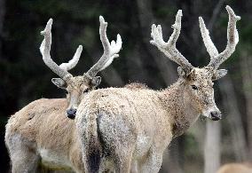 Daqing Mountain National Nature Reserve Elks