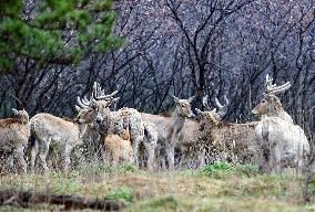 Daqing Mountain National Nature Reserve Elks