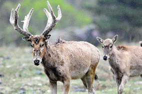 Daqing Mountain National Nature Reserve Elks