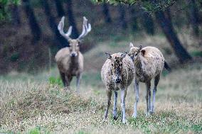 Daqing Mountain National Nature Reserve Elks