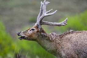 Daqing Mountain National Nature Reserve Elks