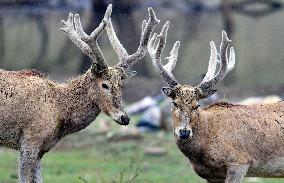 Daqing Mountain National Nature Reserve Elks