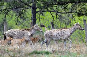 Daqing Mountain National Nature Reserve Elks