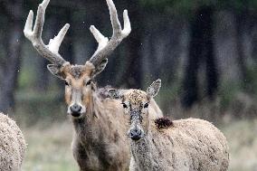 Daqing Mountain National Nature Reserve Elks