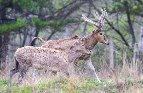Daqing Mountain National Nature Reserve Elks