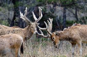 Daqing Mountain National Nature Reserve Elks