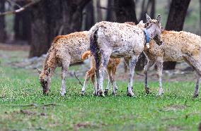 Daqing Mountain National Nature Reserve Elks