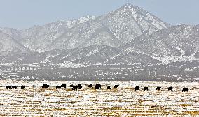 Snowfall in Zhangye