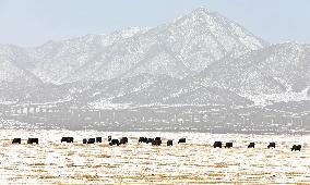 Snowfall in Zhangye