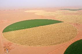 A Farm In The Desert Of New Valley Governorate - Cairo