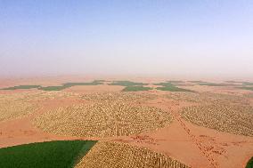 A Farm In The Desert Of New Valley Governorate - Cairo
