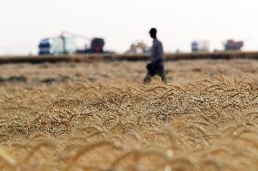 A Farm In The Desert Of New Valley Governorate - Cairo