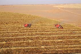 A Farm In The Desert Of New Valley Governorate - Cairo