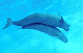 Indo-Pacific finless porpoise