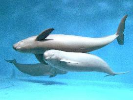 Indo-Pacific finless porpoise
