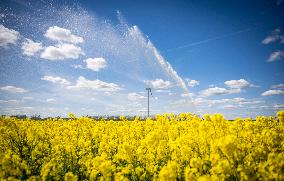 RAPESEED