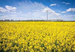 RAPESEED