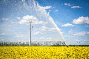 RAPESEED