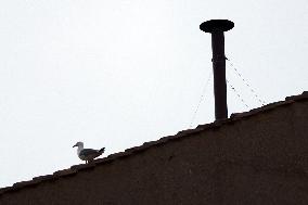 A Seagull Perches Near The Chimney Of Sistine Chapel - Vatican