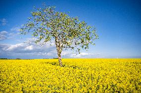 RAPESEED
